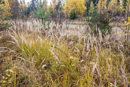 The whole palette of autumn: Yellow birch, tall dry grass, green trees.の写真素材