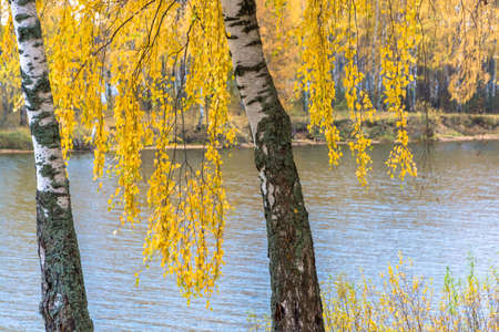 Autumn, landscape, nature, seasons, road, river birch, forest, leaves, yellow, beautyの写真素材