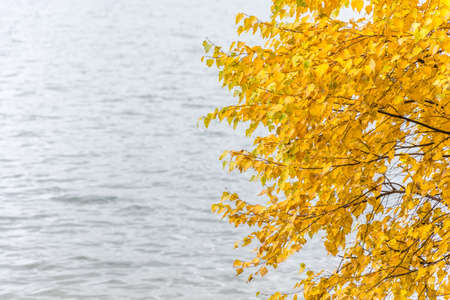 Bright yellow birch leaves on a soft background of water.の写真素材
