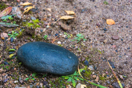 Smooth, shiny, oval stone cobbles lying on the ground.の写真素材