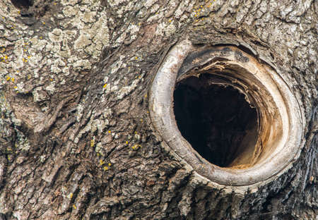 Round hole in the old tree. Filmed close up.の写真素材