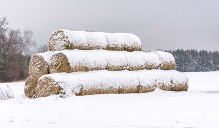 Round haystacks stored in high pyramid and covered with snow.の写真素材