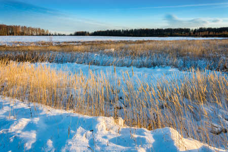Winter landscape with yellow grass on the background of white snow.の写真素材