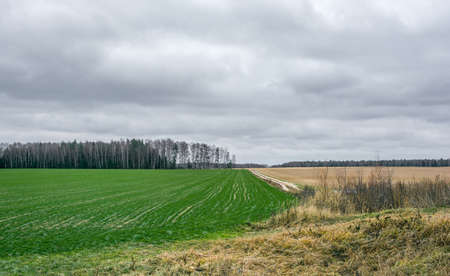 One field to the green shoots of winter crops and other field plowed. The sharp contrast of colors.の写真素材