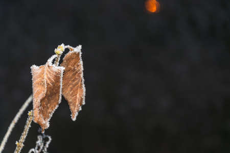 Shiny frost on dry red leaves on a dark background.の写真素材