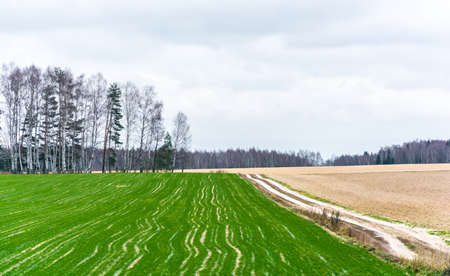 One field to the green shoots of winter crops and other field plowedの写真素材