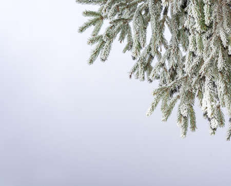 The branches of fir-trees covered with frost grey sky.