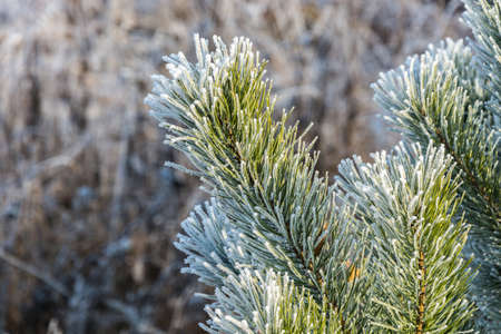 Pine branch covered with frost on the grey background .の写真素材