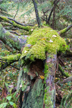 Fallen rotten old tree covered with moss and lichen.の写真素材
