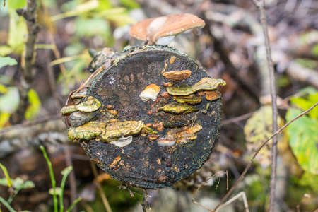 Colorful mushrooms on the trunk of a birch tree in autumn forest.の写真素材
