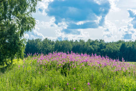Flowered willow-herb on the edge of a forest in a Sunny summer day.の写真素材