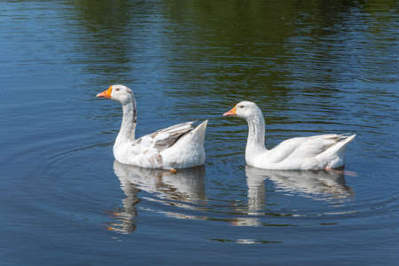 Two white geese swimming in the pond on a Sunny day.の写真素材
