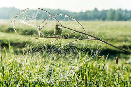 Beautiful spider web in the morning dew on the green grass background.