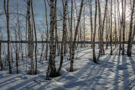 The white trunks of birches, tossing my long dark shadows on the white snow.の写真素材