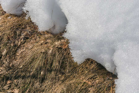 Spring thaw with grass on white snow.の写真素材