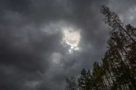 The sunlight filters through the black clouds on the background of long trunks of the pines.