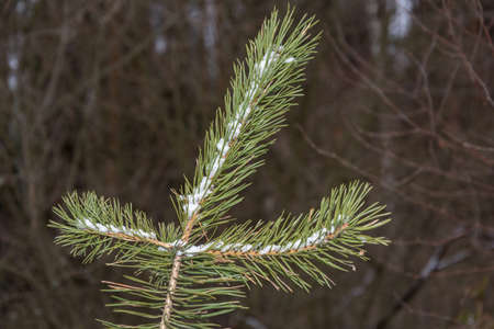 Green pine branch covered with white snow against a dark background.