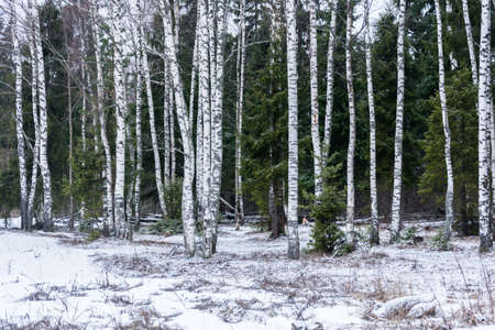 Long white trunks of birch trees on a background of green trees.