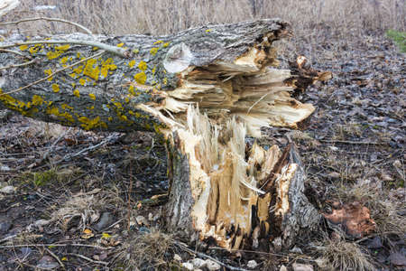 The trunk of an old broken tree lying on the ground.