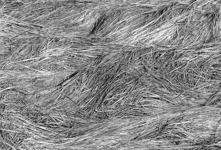 Beautiful texture Packed last year39s grasslike hair.の写真素材