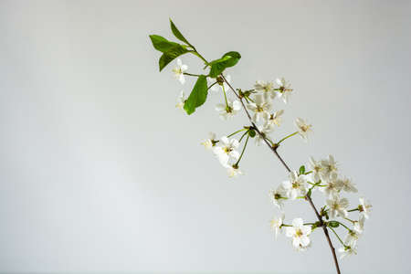 Beautiful cherry blossoms branch on a white background.の写真素材