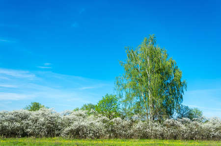 Silver birch in green leaves a blossoming shrub and blue sky
