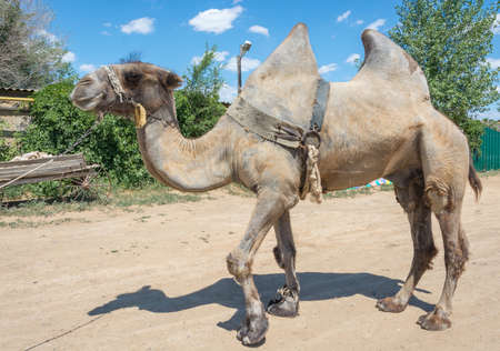 Walking big twohumped camel.