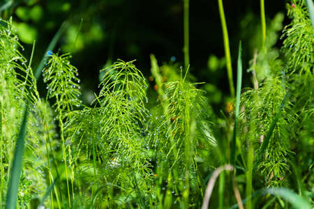 Bright drops of dew on a thin green branches horsetail.の写真素材
