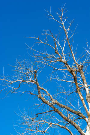 Dead branches of an old tree against a bright blue sky background.の写真素材