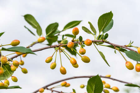 Branch from beginning to blush a cherry on a neutral gray background.の写真素材