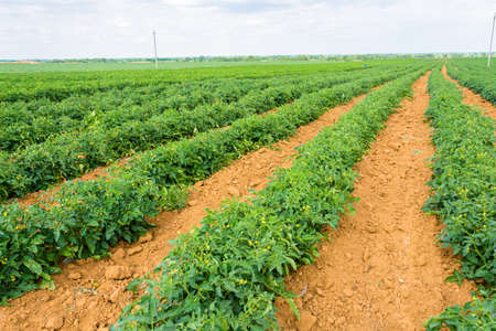 Huge plantation beginners to flower tomato.の写真素材
