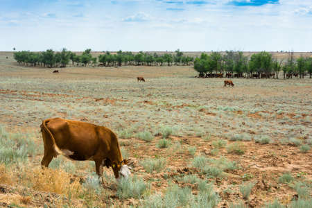 Large herd of cows on pasture on a hot summer day.の写真素材