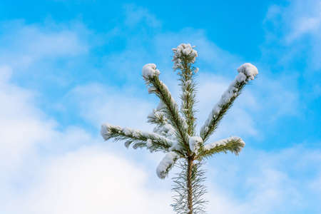 Green pine branch covered with snow on blue sky background.の写真素材
