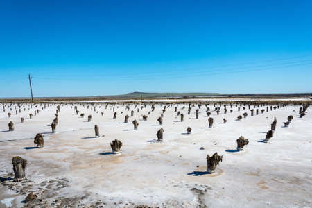 The old wooden piles on salt lake Baskunchak. The Astrakhan region. Russia.の写真素材