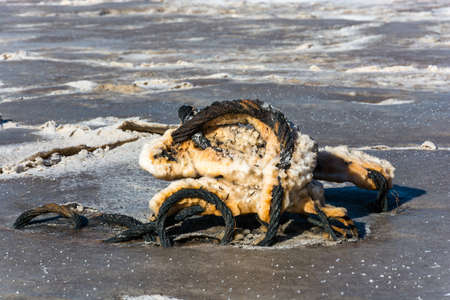 Steel rope covered with severe corrosion from the salt lake Baskunchak. Astrakhan region, Russian Federation.の写真素材