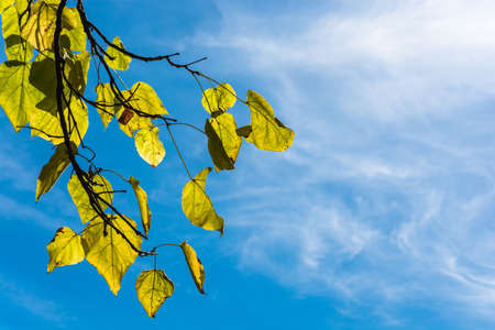 Bright yellow leaves against a beautiful cloudy sky.の写真素材