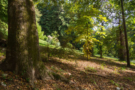 Amazing parts of the Park-Dendrarium of Sochi city on a Sunny autumn day.の写真素材