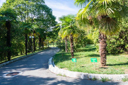 The alley of mayors in the Park-the arboretum of Sochi city on a Sunny autumn day.の写真素材