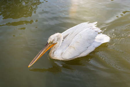 Floating Pelican in the Park-the arboretum of Sochi.の写真素材