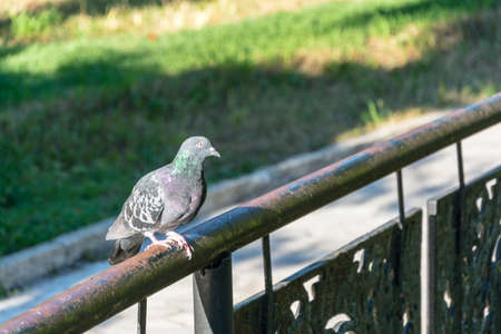 Dove sitting on a metal pipe railing.の写真素材