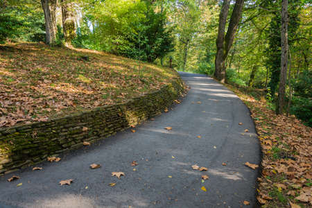 Asphalt road in the autumn Park-the arboretum of Sochi.