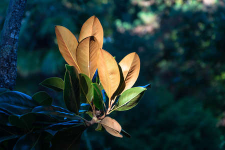 Branch with green and orange leaves on a dark out of focus background.の写真素材