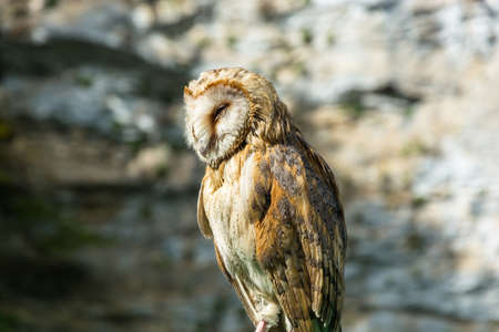 Photo of an owl close up on blurred background.の写真素材