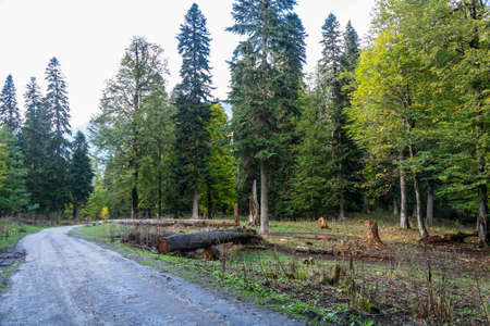 Mountain road in Abkhazia in autumn day.
