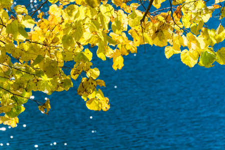 Beautiful bright yellow leaves on the background of blue water on a Sunny autumn day.の写真素材