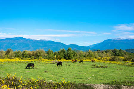 Beautiful autumn landscape in a Sunny day in Abkhazia.の写真素材