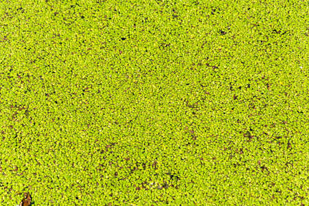 Beautiful uniform background of marsh grass Lemna minor.の写真素材