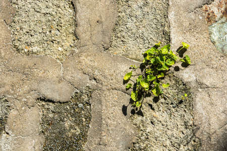 Beautiful stone texture with green plants on a Sunny day.の写真素材