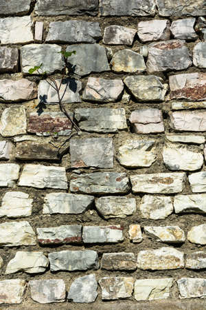 Beautiful stone texture with green plants on a Sunny day.