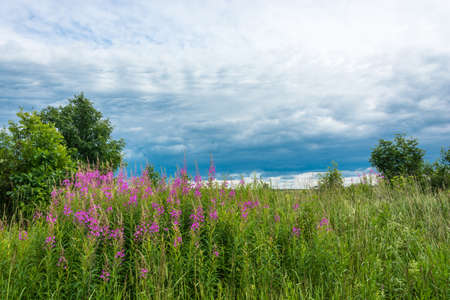 Summer landscape with medicinal grass Ivan-tea, average strip of Russia.の写真素材